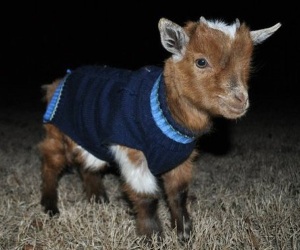 Goat in a sweater